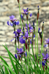 Drift of blue Iris flowers, Derbyshire, England
