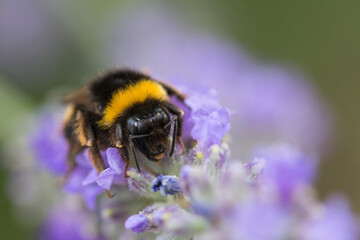 bumblebee on lavender flowers