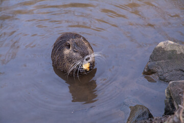 nutria am flussufer