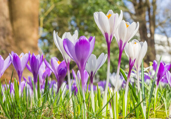 Green, purple and white colors of crocus spring flowers, Netherlands