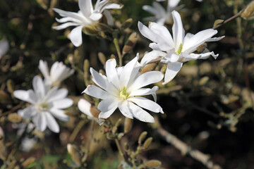 Close up of Magnolia Stellata flowers
