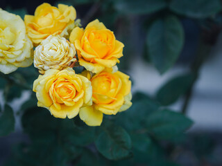 Yellow miniature roses are blooming in the garden. Close-up photo. Space for text. Concept of flowers plantation