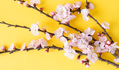 Flat lay with copy space. Branches of cherry blossoms during flowering on a yellow background.