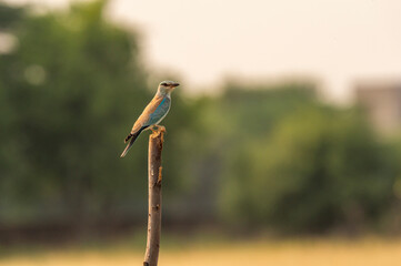 Eurasian or European roller or Coracias garrulus perched in natural green background at forest of central india