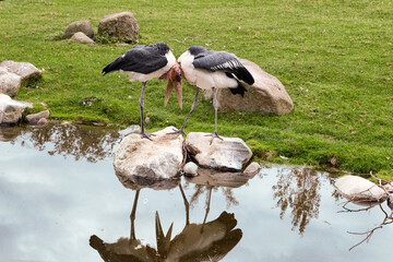 Marabou storks necks cross. Two marabou birds standing on rocks. Zoo birds.