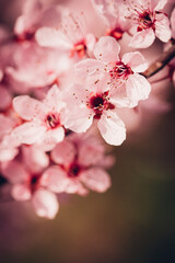 Des fleurs de cerisiers. Des fleurs de prunus. Un arbre en fleurs rose au printemps. Un arbre printanier. Le printemps dans un arbre.  Rosacées