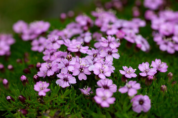 Purple flowers of moss campion, cushion pink; Silene acaulis flowering in Norwegian nature