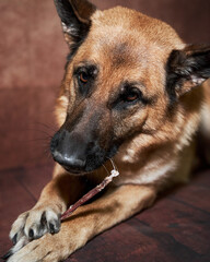 Adorable hungry dog nibbles on delicious food with pleasure and enjoyment. German Shepherd lies on floor and eats delicious and healthy dried treat for training.