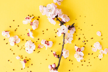 Flat lay with copy space. Branches of cherry blossoms during flowering on a yellow background.