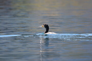 海で泳ぐウミウ