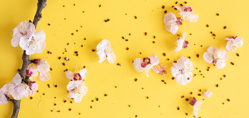 Flat lay with copy space. Branches of cherry blossoms during flowering on a yellow background.