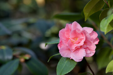 Beautiful vibrant pink red Japanese Camellia flowers of or Camelia japonica. Selective focus, floral background.Camellia flower in a greenhouse with dew drops on petals. Flowering camellias