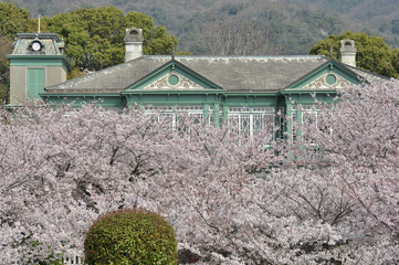 異人館と桜