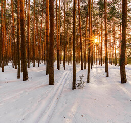 Sunset or sunrise in a winter pine grove with  snow on earth and path, leading far away. Rows of pine trunks with the sun rays passing through the trees