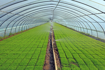 Growing rice seedlings in the greenhouse