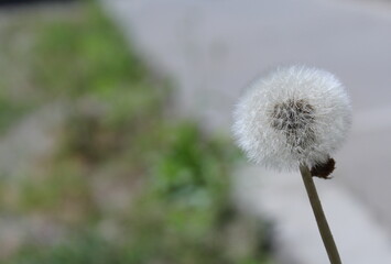 Dandelion © Alessandro Photos