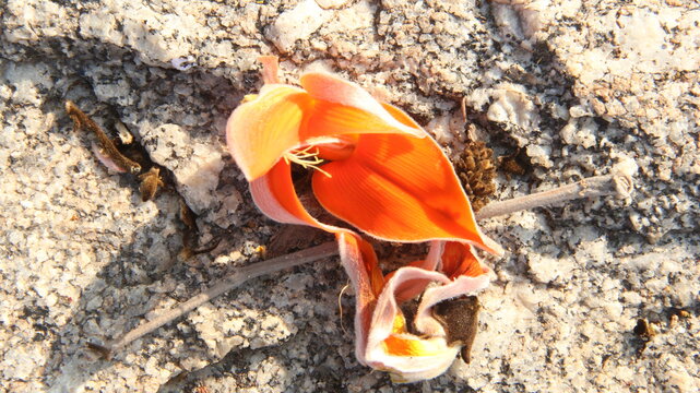 Nature, Beach, Sand, Sea, Shell, Summer, Flower, Red, Macro, Spring, Ocean, Leaf, Forest, Close-up, Orange, Mushroom, Autumn, Fungi, Stone, Butterfly, Colorful