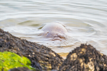 Harbor seal on the seaside, European seal, North Sea