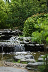 river in the forest