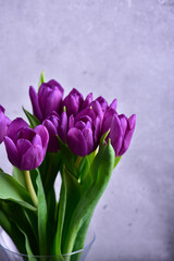 Fototapeta na wymiar Bouquet of purple tulips with green leaves on a gray background.