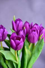 Bouquet of purple tulips with green leaves on a gray background.