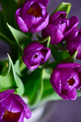 Purple tulips on green stems with green leaves, top view.