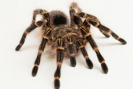 Grammostola pulchripes (golden knee Tarantura) on white background.
