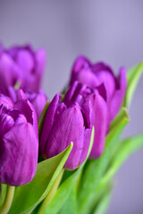 Bouquet of purple tulips on a gray background.