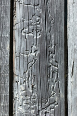 Background from old gray or grey boards with bright patterns.  The texture of the bark beetle. Weathered and faded from the sun wooden boards. A wall of an old shed in the bright sun.