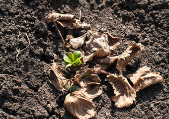 a small green strawberry leaf among the dry leaves.victoria leaf in spring