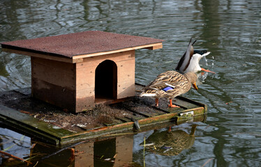 In winter, a mallard duck swims in ponds near domestic birds such as geese and chickens. however,...