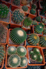 Many different prickly cacti in flower pots.