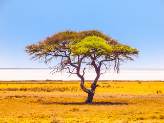 Umbrella acacia tree in savanna
