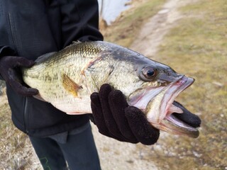 ouverture de la saison de pêche - black bass