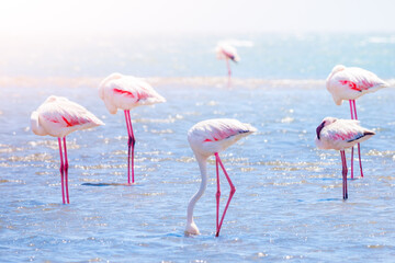 Flamingos eating from shallow water