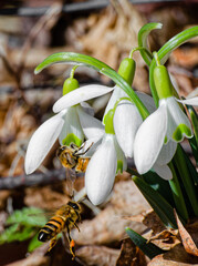 Honey bees gathering pollen from early Snow Drop flowers. Suggests rebirth and Spring season.