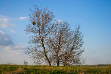Obraz na płótnie Canvas bare tree branches against the blue sky in spring