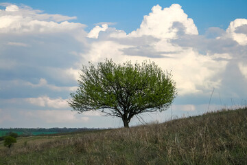 lonely bare tree in a spring field in the evening against white clouds in the sky