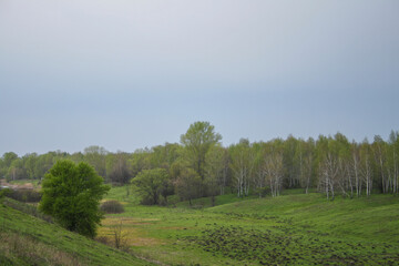 birch grove along the horizon on a spring cloudy day