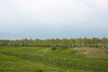 Fototapeta na wymiar birch grove along the horizon on a spring cloudy day