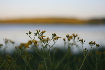 wild flowers in the morning mist  in summer meadows, depth of field