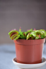 Venus flytrap in a brown pot on a gray table. © ulka86