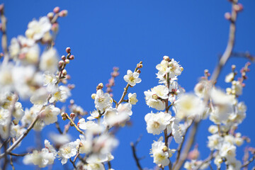 梅の花　白加賀