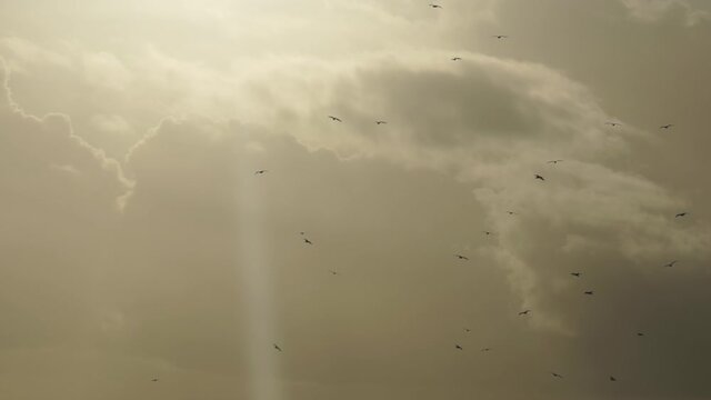 Flock of birds circling cloudbreak sunbeam