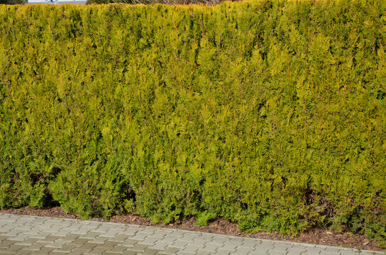 This conically growing cultivar has green yellow needles all year round. They are flat and scaly. They are used in hedges, in groups, but also as a solitaire in smaller spaces, where its yellowish 