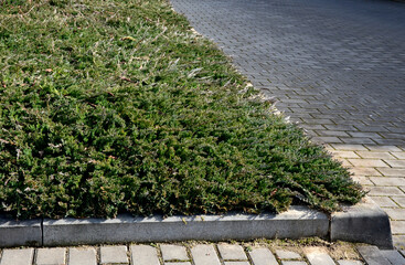 ground cover, evergreen conifer. densely growing, deep green variety with soft needles. It grows...