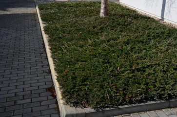 ground cover, evergreen conifer. densely growing, deep green variety with soft needles. It grows...