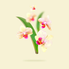 Delicate branches of Phalaenopsis orchid flowers and green leaves on beige background. Tropical Floral background, card with orchids for the holiday, March 8, mother's day. Beauty and spa flower