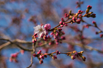 Japanischer Garten  EGA Erfurt Kirschblüte