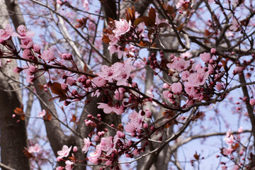 pink cherry blossom in Spain